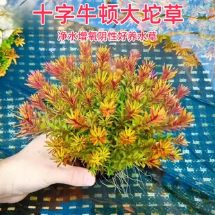 净水王十字牛顿坨草鱼缸造景增氧新手好养易活水草懒人阴性真绿植