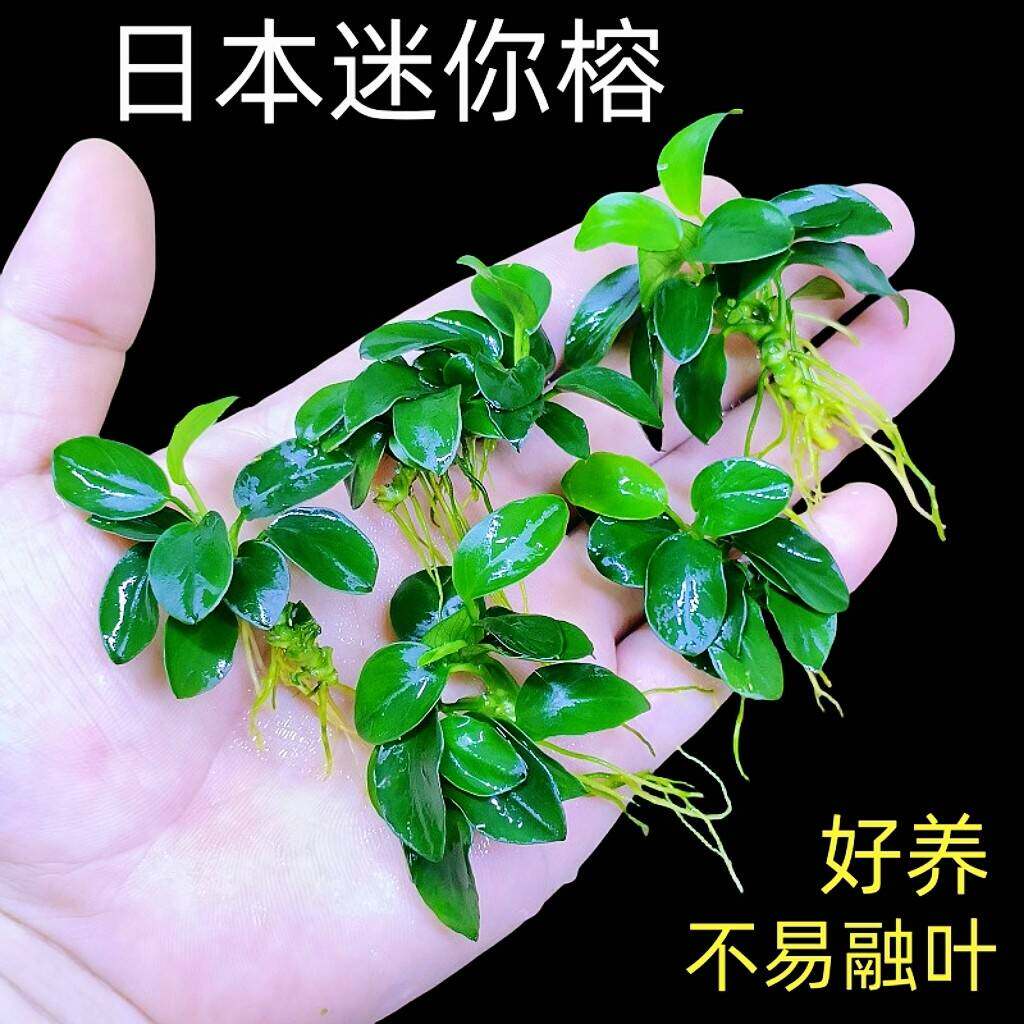 日本迷你袖珍小水榕鱼缸石头沉木树造景新手阴性好养淡水水草植物