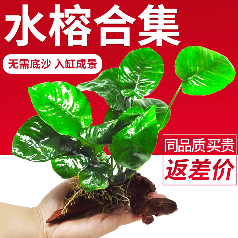 鱼缸造景真草阴性好养活绿植