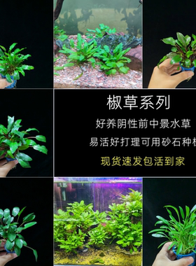 无需二氧化碳椒草阴性中前景水草