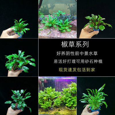 无需二氧化碳椒草阴性中前景水草