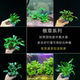 椒草系列阴性水草中前景好养无需二氧化碳鱼缸草缸装 饰造景真水草