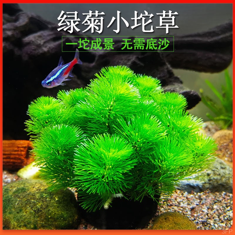 绿菊小坨草鱼缸造景后景真水草