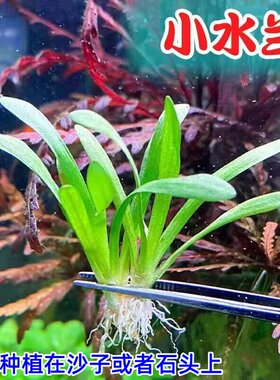 迷你小水兰鱼缸阴性新手易养水草