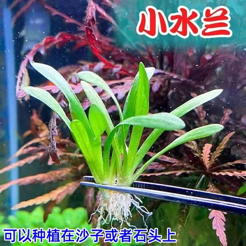 迷你小水兰鱼缸阴性新手易养水草
