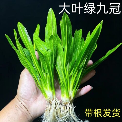 迷你绿九冠新手鱼缸草缸造景植物