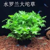 水罗兰坨草鱼缸造景水草绿植阴性后景净水增氧水草新手懒人好养活