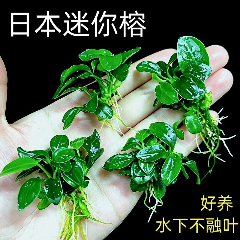 日本迷你袖珍小水榕好养造景图片