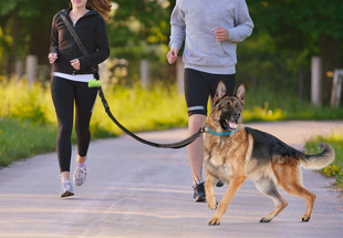 户外狗狗牵引绳免提仿逃脱反光防爆冲遛狗绳跑步狗绳多功能牵引带