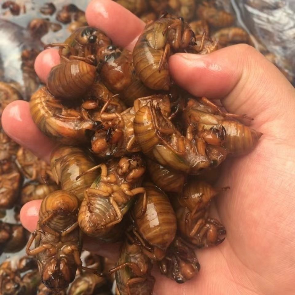 【小金蝉】杜仲金蝉个小味道好爬叉知了猴嫩知了唐僧肉知了龟顺丰