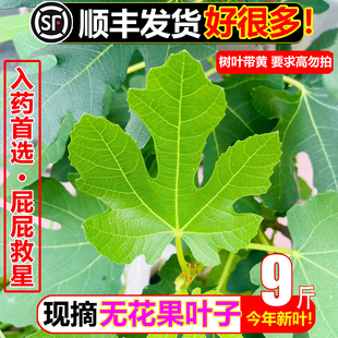 顺丰新鲜无花果树叶子9斤保鲜枝茎鲜叶熏洗保鲜药用zhi疮熏洗干痔