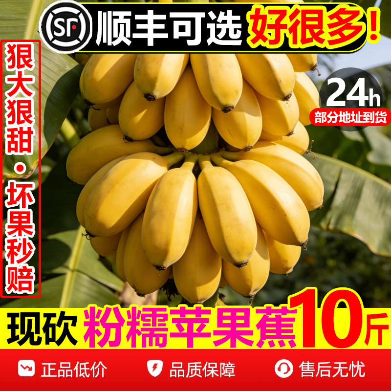 【顺丰次日达】纯甜粉苹果蕉10斤
