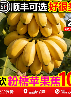 【顺丰次日达】纯甜粉苹果蕉10斤