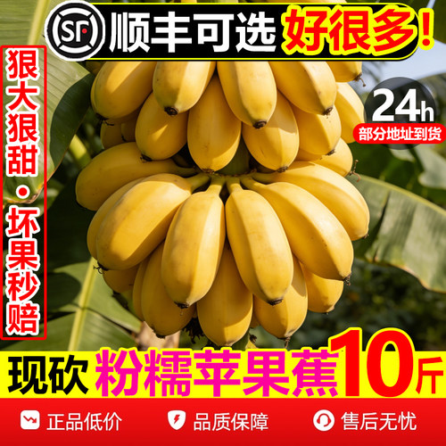 【顺丰次日达】纯甜粉苹果蕉10斤