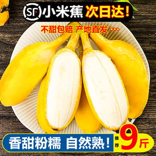 现摘广西小米蕉10斤banana当季 新鲜水果整箱自然熟苹果蕉香蕉粉蕉