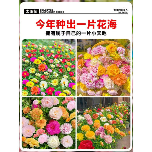 重瓣太阳花苗宿根混色植物