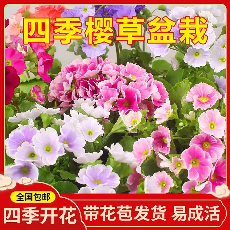 四季樱草盆栽植物喜凉耐寒报春花卉阳台庭院易养花期长冬季开花