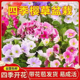 四季樱草盆栽植物喜凉耐寒报春花卉阳台庭院易养花期长冬季开花