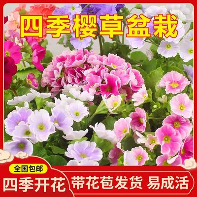 四季樱草庭院花期长花卉阳台植物