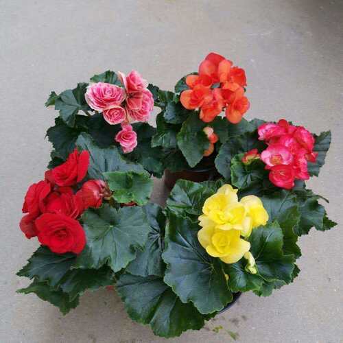 丽格海棠草本室内养四季开花不断