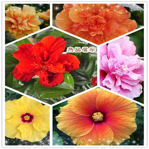 花卉观花客厅丹麦木槿花四季进口