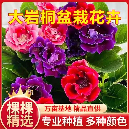 芙蓉花大岩侗室内多季多年生优惠