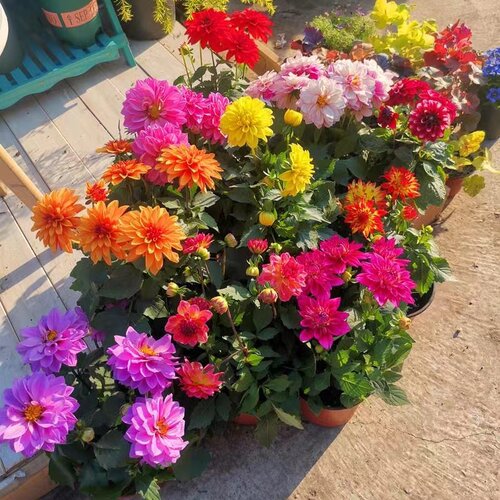 【小丽花】重瓣带花苞四季开花巨型大丽花球根庭院办公室好养绿植