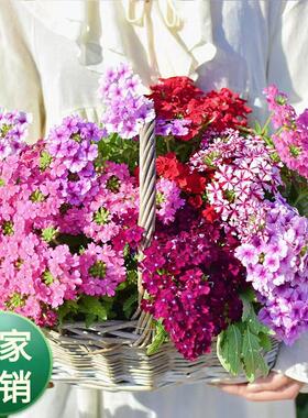 美女樱盆栽进口花苗四季耐活多年生紫色各种庭院阳台鲜花懒人植物