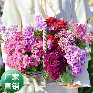 美女樱盆栽进口花苗四季耐活多年生紫色各种庭院阳台鲜花懒人植物