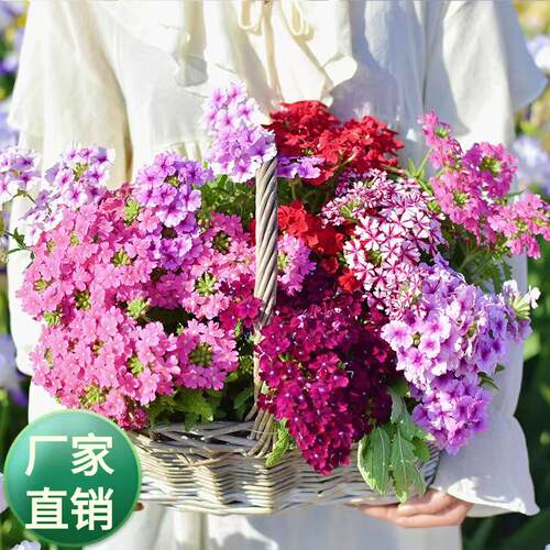 美女樱盆栽庭院多年花卉懒人植物