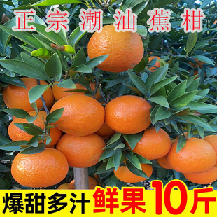 正宗潮州柑年货带叶新鲜包邮3斤5斤大桔大利年柑送礼新鲜橘子