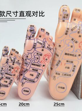足底经络穴位模型反射区足模足疗点穴学习高清按摩脚底推拿一对装
