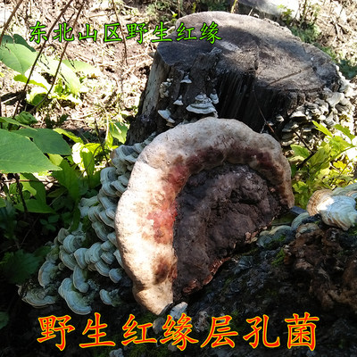 长白山脉野生红缘层孔菌 红缘树舌 红缘灵芝 野生灵芝 野生木灵芝