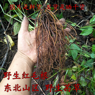 东北山区野生茜草 野生红毛根 茜草 红毛根 新货 拉拉秧根 活血丹