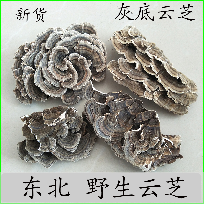 野生云芝 云灵芝 黄云芝 灰底云芝 云芝 野生灵芝250克 东北云芝
