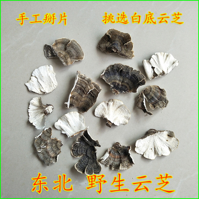 手选干净野生云芝单片白片无杂质