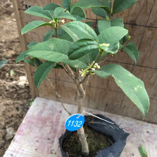四季桂花树苗盆栽丹桂彩叶植物矮株原生开花室外好养的花卉浓香型