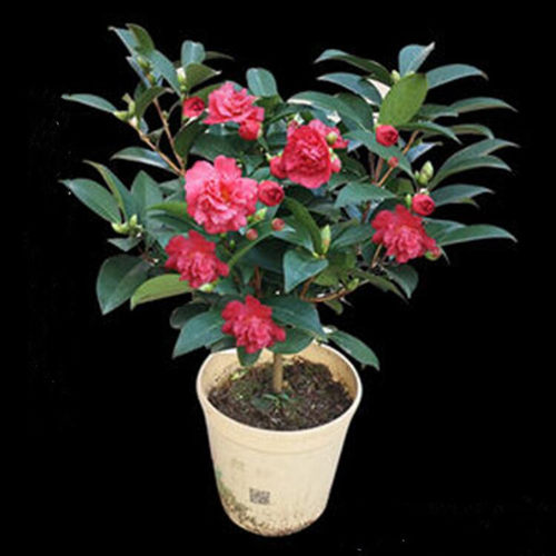 茶花庭院阳合春天开花带土球好活