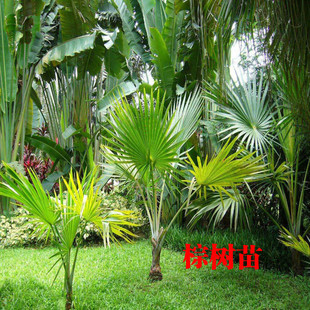 棕榈树苗绿化苗木扇子树庭院室外盆栽棕榈苗老人葵四季常青风景树