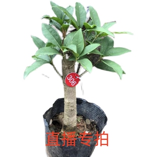 金桂丹桂四季桂彩叶桂盆栽地栽桂花树苗一物一拍直播选苗
