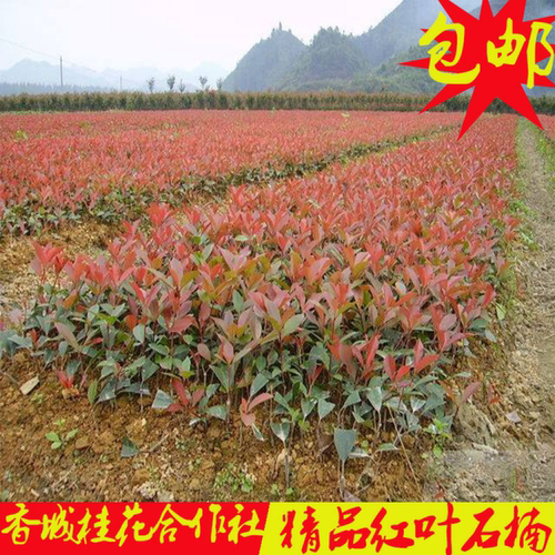 红叶石楠球形高杆篱笆苗易活