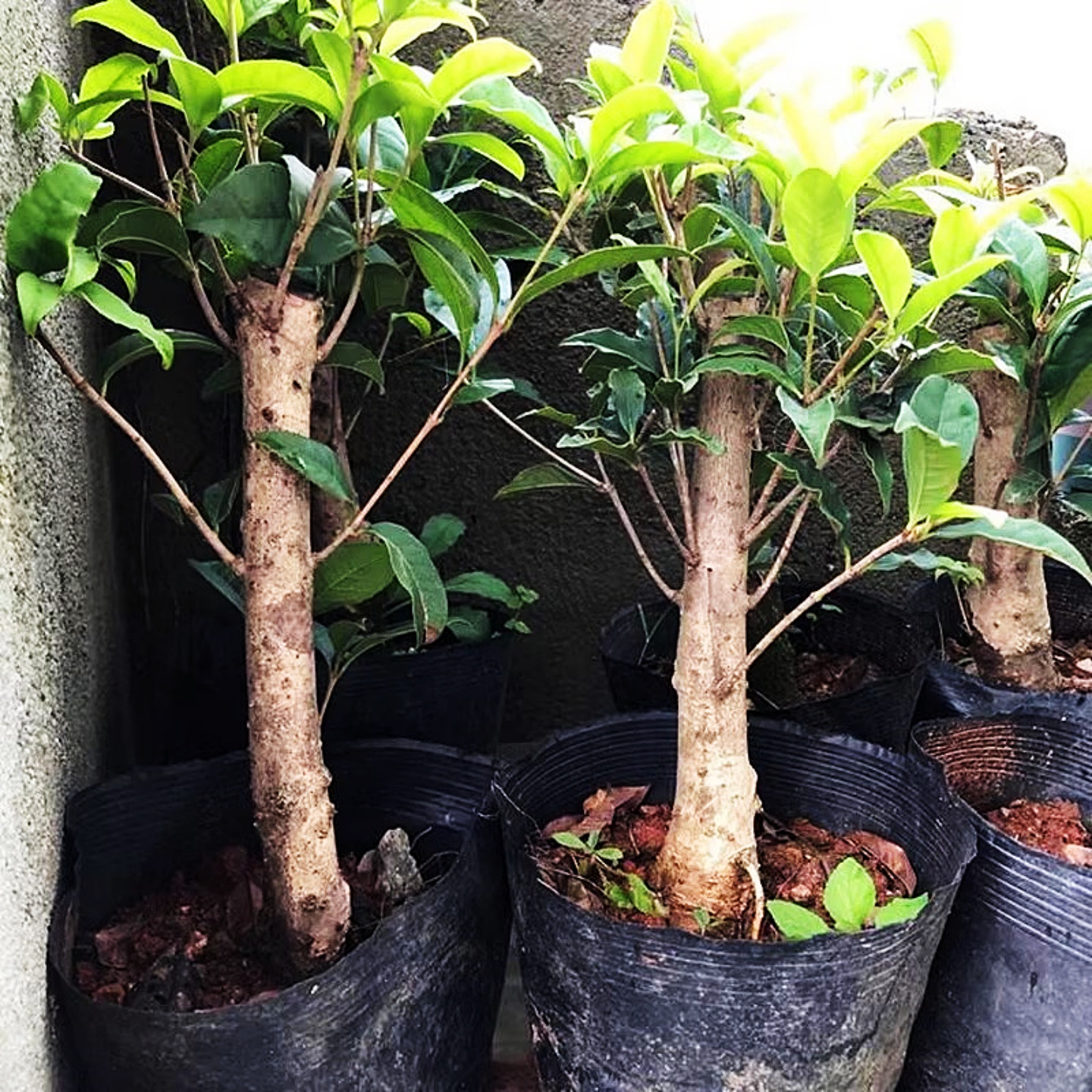 桂花盆栽庭院阳台趣味好养易活