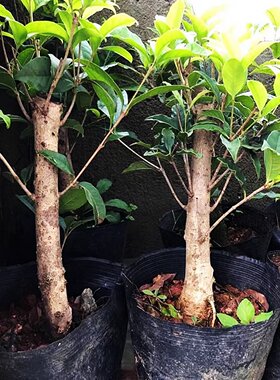 桂花盆栽庭院阳台趣味好养易活