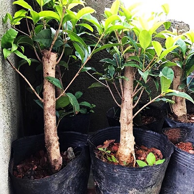 桂花盆栽庭院阳台趣味好养易活