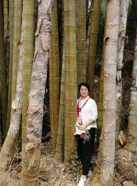 大型巨龙竹竹子苗楠竹户外种植