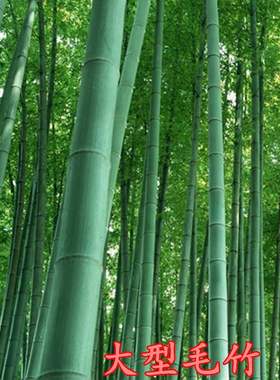 竹子竹苗毛竹植物食用室外种植