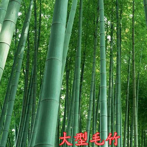 竹子竹苗毛竹植物食用室外种植