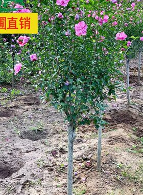 木槿花腊梅紫荊一物一拍嫁接月季迎春花鬼箭羽