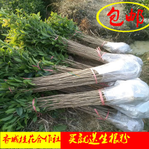 桂花树苗八月金桂四季桂丹桂浓香型风景树室外植物庭院观赏树地栽