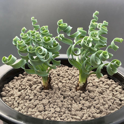 宽叶弹簧草一物一拍块根多肉植物